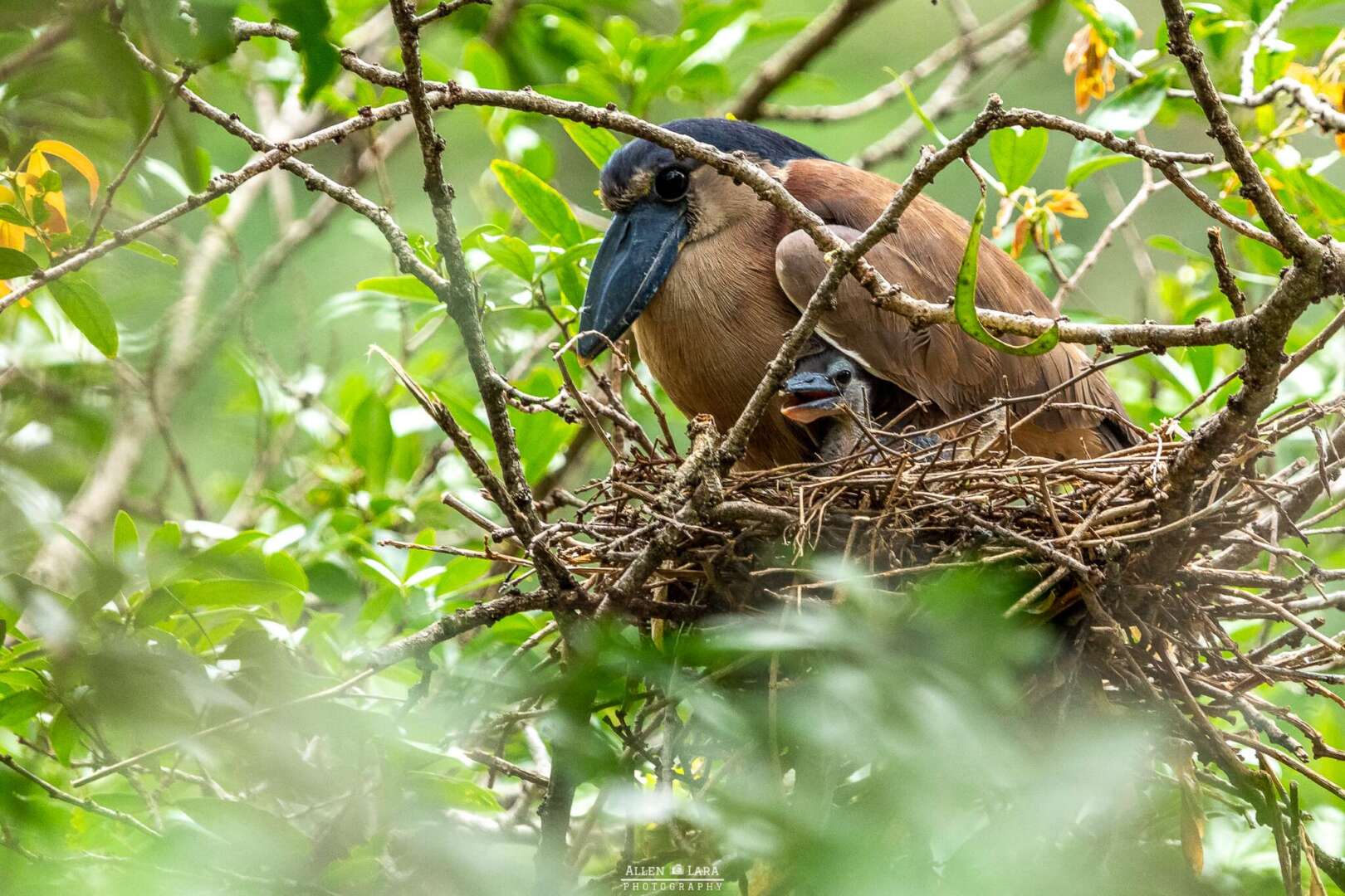 monitoreo de fauna Belén