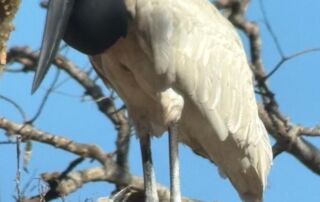 jabirú en Costa Rica