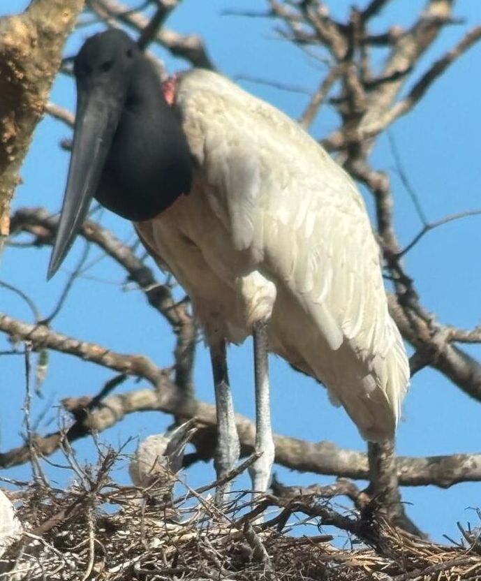 jabirú en Costa Rica