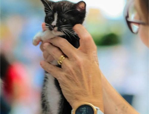 Oxígeno acogerá la Expo Mascotería este fin de semana 