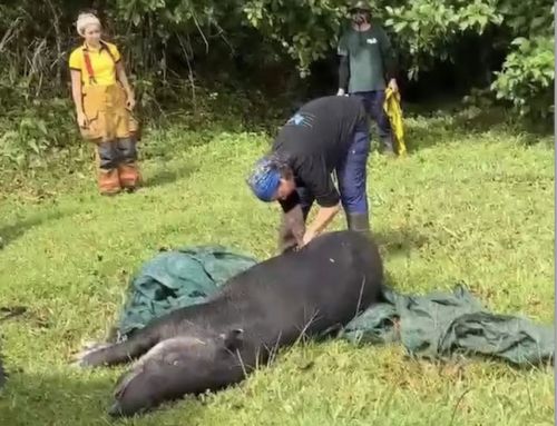 Danta rescatada en pozo en Santo Domingo de Heredia, fue liberada
