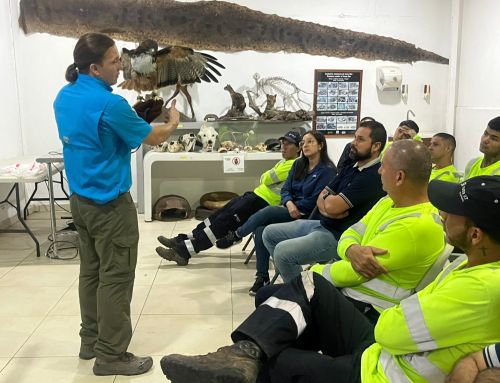 En lo que va del año se han rescatado 15 animales silvestres en la Ruta 27