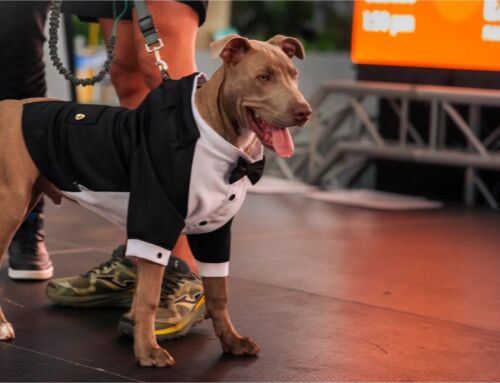 Viví un fin de semana diferente en Oxígeno con Expo Mascotería