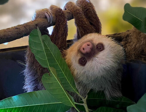 Costa Rica protege su símbolo nacional mediante regulación del comercio internacional de perezosos