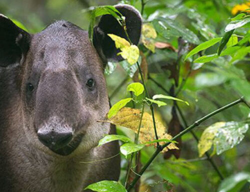 La danta es aliada en la regeneración del bosque en Sarapiquí