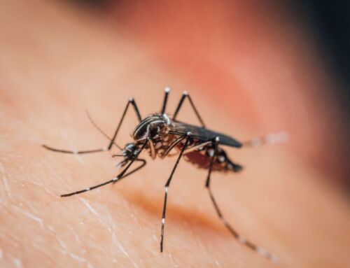 Vecina de Heredia se convierte en el cuarto caso de chikungunya del país