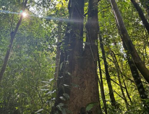 Costa Rica innova en el turismo de bienestar con la “Conexión Biofílica”