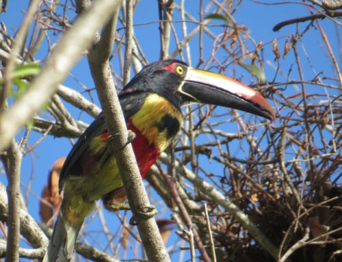 Corredor Biológico Interurbano Cubujuquí registra 183 especies de aves en el primer conteo del año