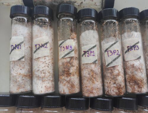 Ante colapso de rellenos sanitarios en Costa Rica: UNED ofrece solución con hongos