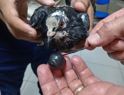 Policía Penitenciaria captura “narcopaloma”