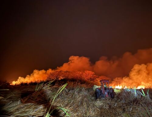 SINAC reporta 115 incendios forestales