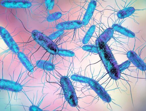 Mantener cadena de frío en carnes reduce riesgo de Salmonella