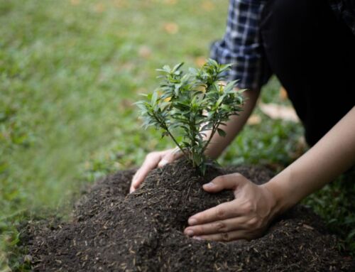 UCR impulsa reforestación con especies autóctonas para enfrentar el cambio climático en Guanacaste