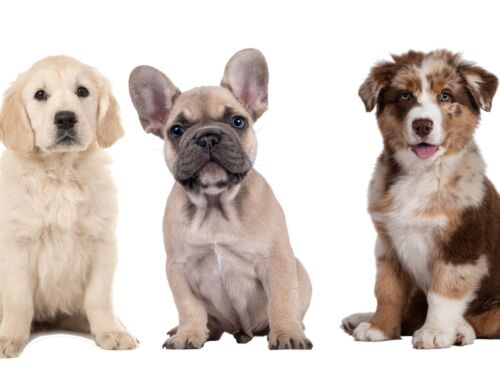 Diagnóstico oportuno del cáncer mamario puede marcar la diferencia en la supervivencia de perros y gatos