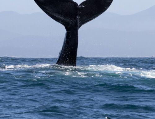 Día Mundial de las Ballenas y los Delfines: ONG piden reforzar la protección de los mamíferos marinos