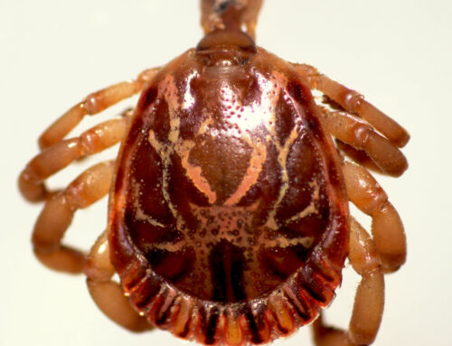 Especialistas de la UCR: Detectan virus en garrapatas que nunca ha sido reportado en Centroamérica