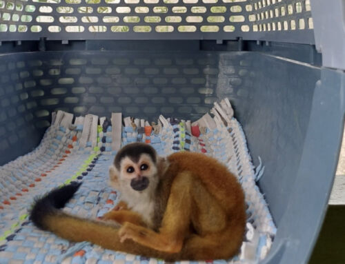 Denuncia permite rescatar mono ardilla en peligro de extinción de presunto comercio ilegal