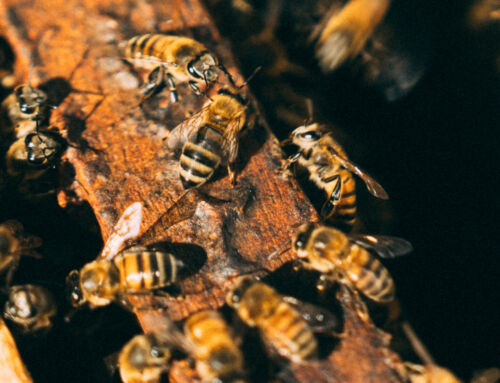 Miel costarricense obtiene Oro en los London Honey Awards 2026