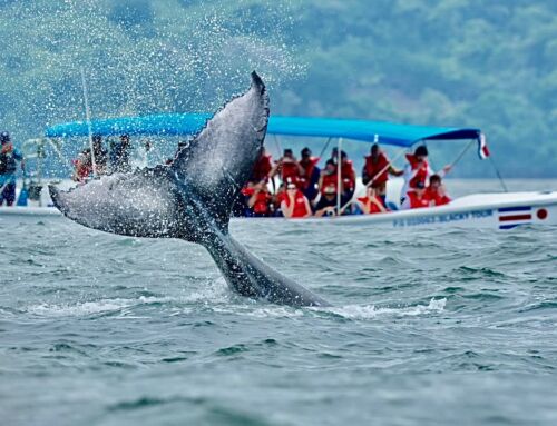 Nuevo mapa interactivo de Costa Rica permite explorar su riqueza cultural, natural y oceánica